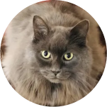 Rounded avatar
